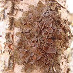 Melanohalea multispora