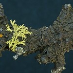 Melanohalea multispora