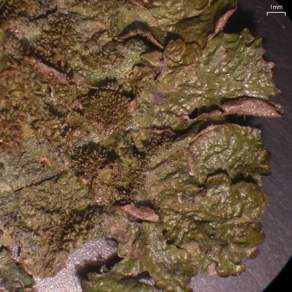 Melanohalea subelegantula