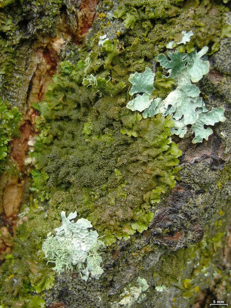 Melanohalea subelegantula
