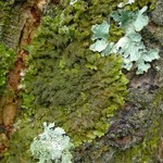 Melanohalea subelegantula