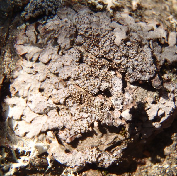 Melanohalea subelegantula