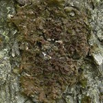 Melanohalea subolivacea