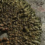 Melanohalea subolivacea