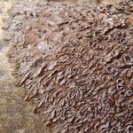 Melanohalea subolivacea