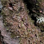 Melanohalea trabeculata