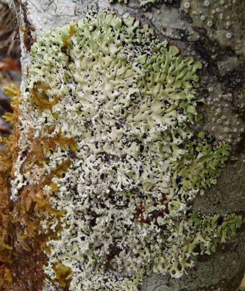 Menegazzia subsimilis