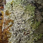 Menegazzia subsimilis