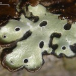 Menegazzia subsimilis