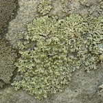 Menegazzia subsimilis