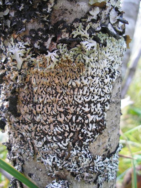 Menegazzia terebrata