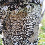 Menegazzia terebrata