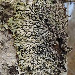 Menegazzia terebrata