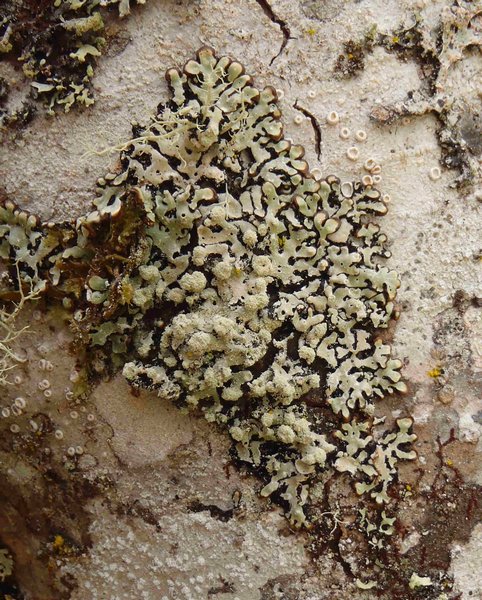 Menegazzia terebrata