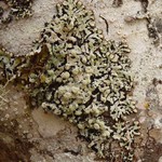 Menegazzia terebrata