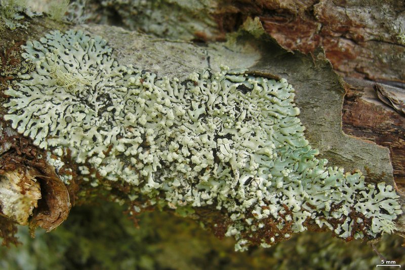 Menegazzia terebrata