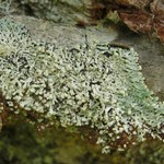 Menegazzia terebrata