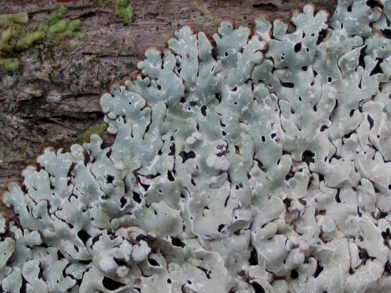 Menegazzia terebrata