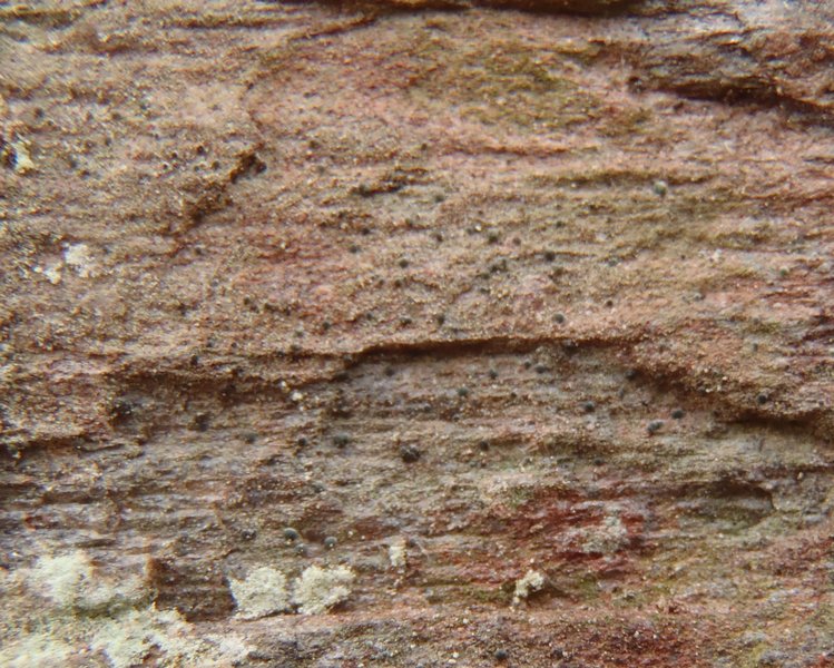 Micarea bauschiana