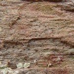 Micarea bauschiana
