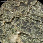 Micarea denigrata