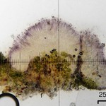 Micarea denigrata