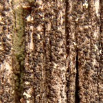 Micarea denigrata
