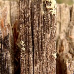 Micarea denigrata