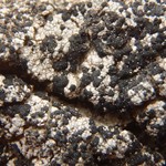 Micarea incrassata