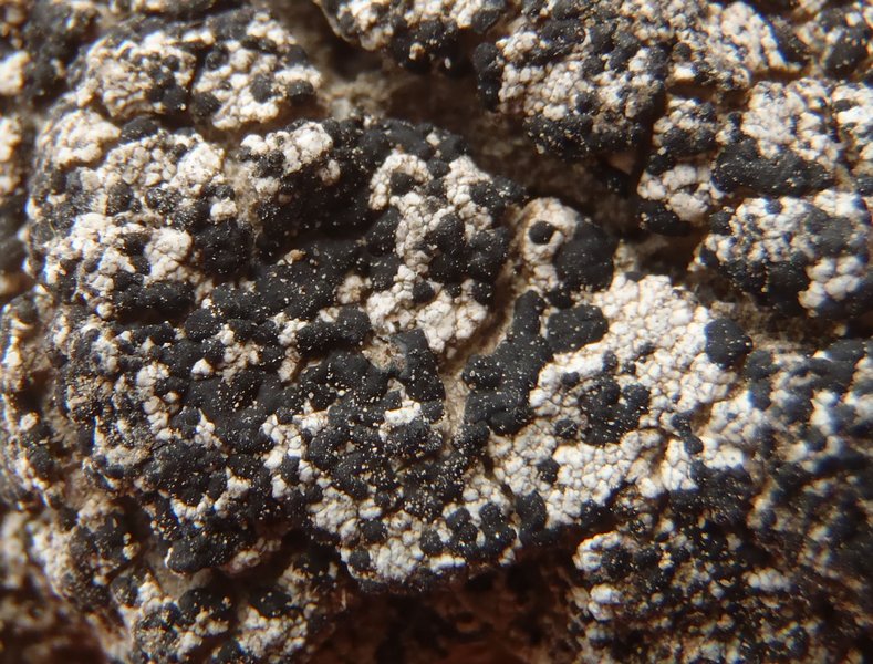 Micarea incrassata
