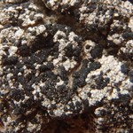 Micarea incrassata