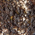 Micarea marginata