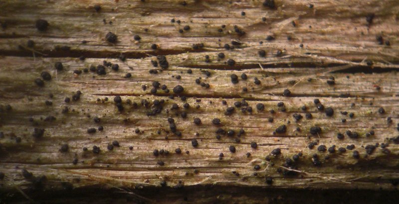 Micarea melaena
