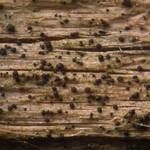 Micarea melaena