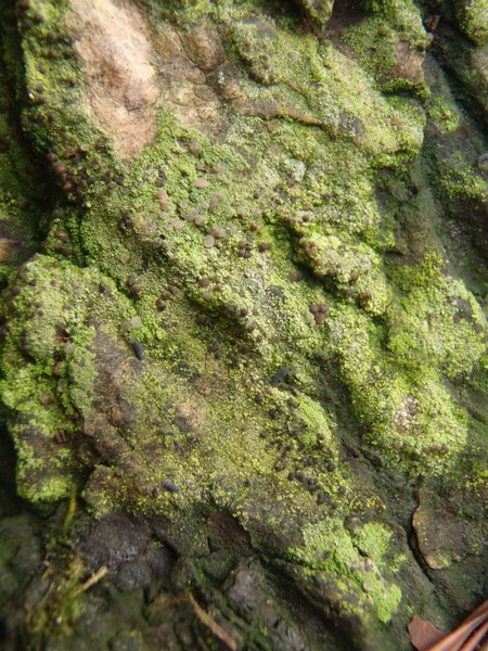 Micarea micrococca