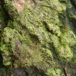 Micarea micrococca