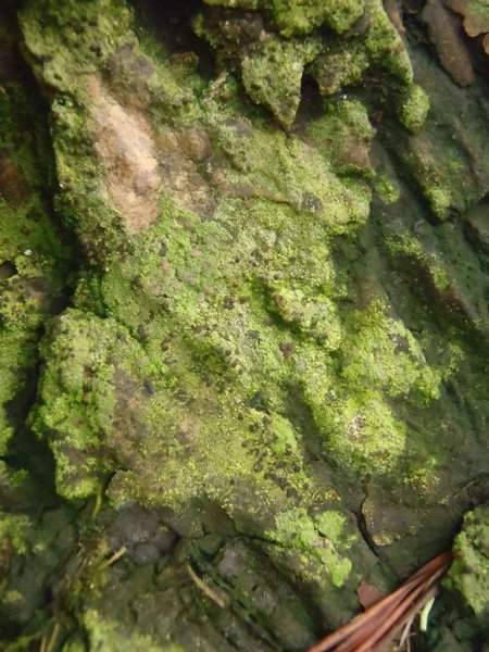 Micarea micrococca