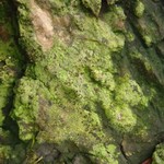 Micarea micrococca