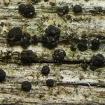 Micarea misella