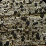 Micarea misella