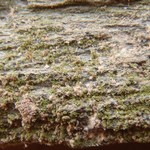 Micarea myriocarpa