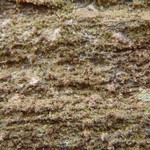Micarea myriocarpa
