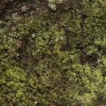 Micarea neostipitata