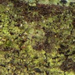 Micarea neostipitata