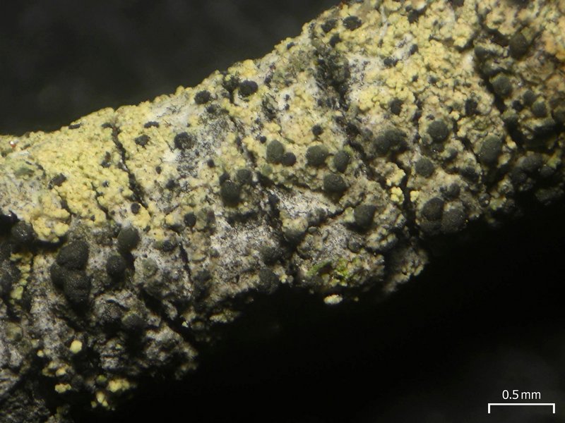Micarea nitschkeana