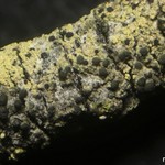 Micarea nitschkeana