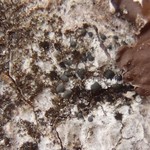 Micarea peliocarpa