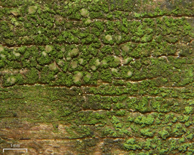 Micarea prasina