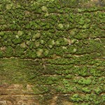 Micarea prasina