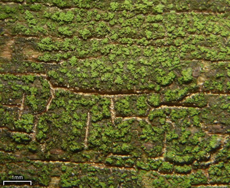 Micarea prasina